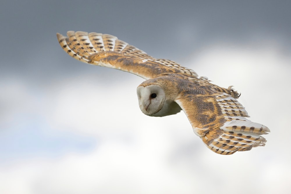 a large owl flying through a cloudy sky