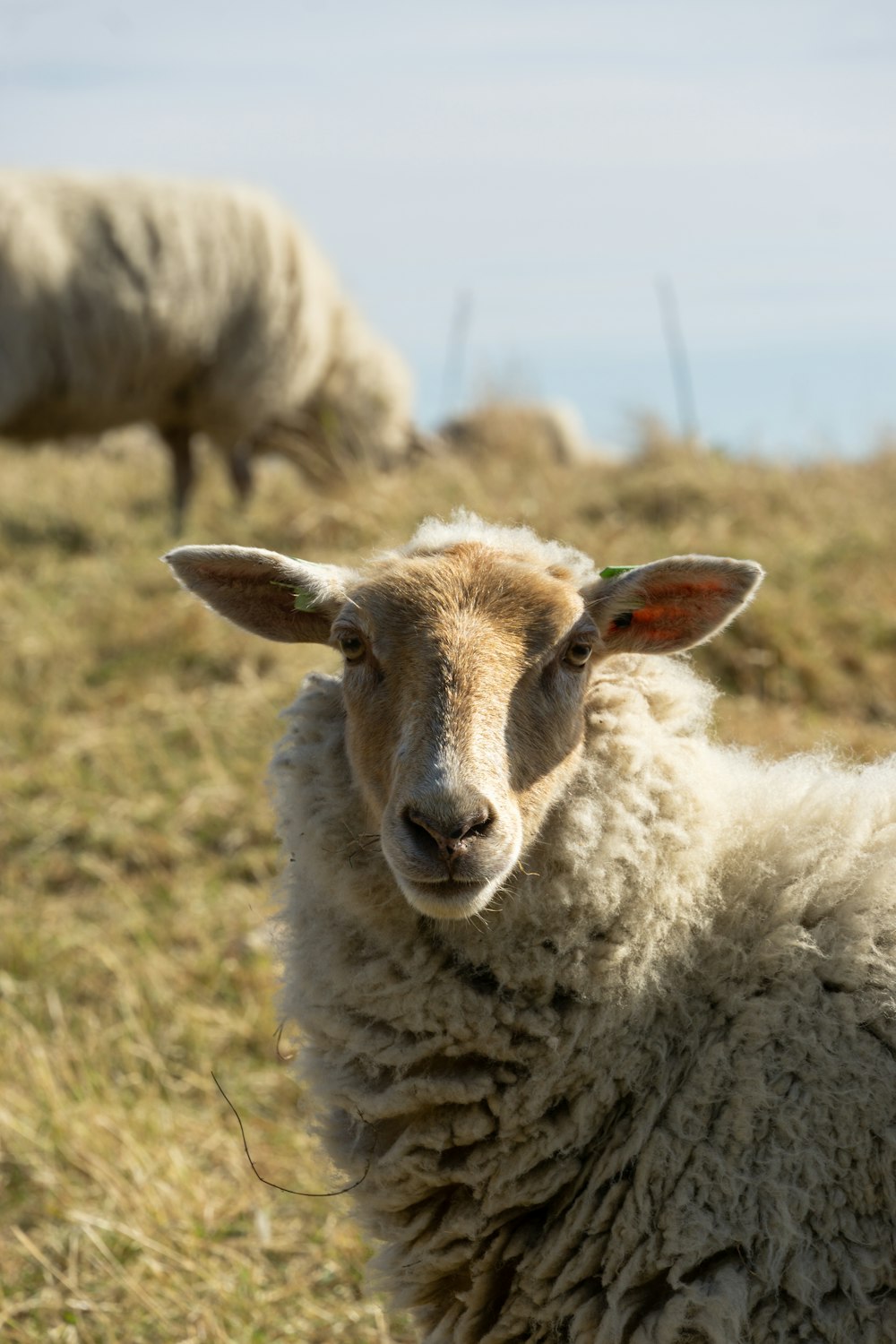 a close up of a sheep in a field