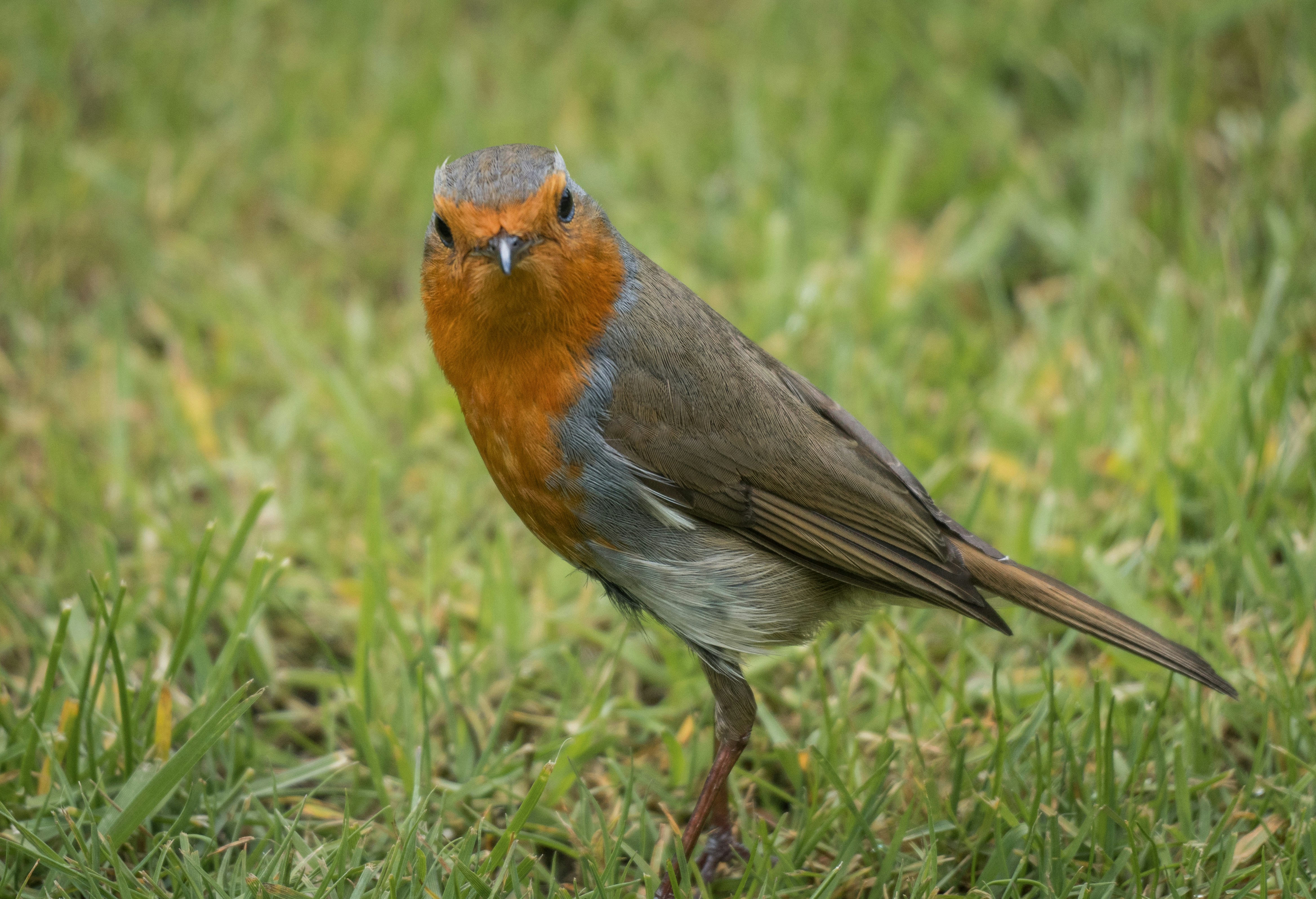 Un pequeño pájaro de pie en la cima de un exuberante campo verde