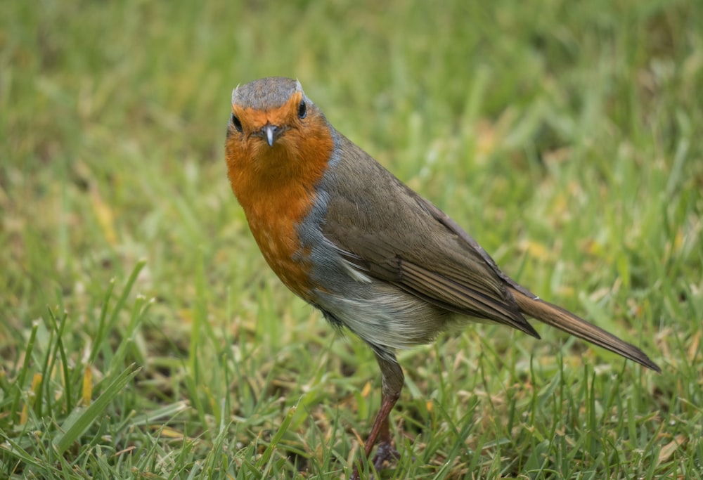 a small bird standing on top of a lush green field