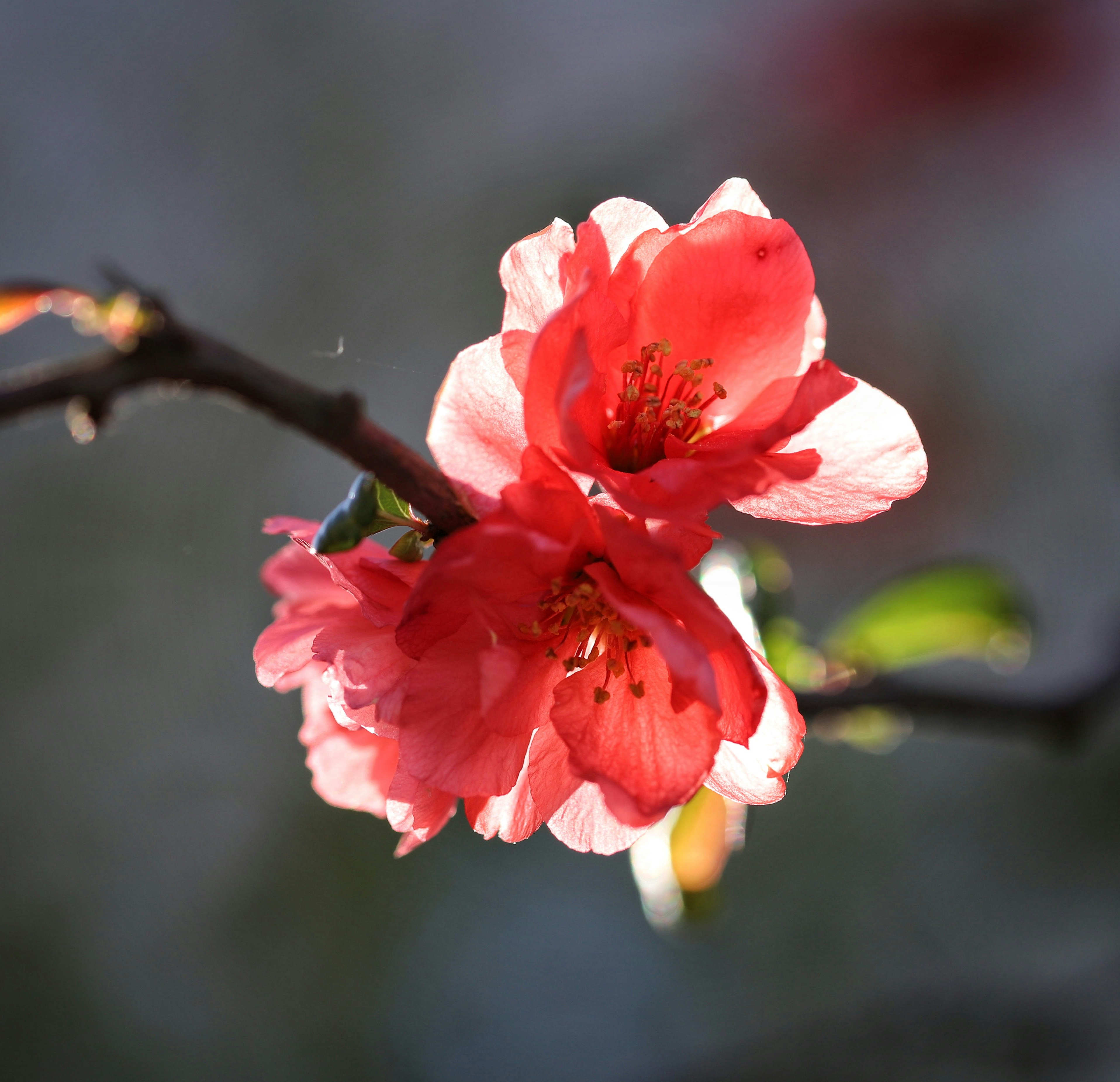 a close up of a flower on a tree branch