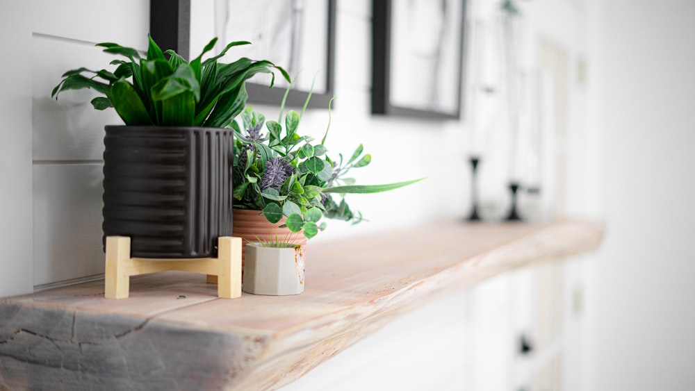 a potted plant sitting on top of a wooden shelf