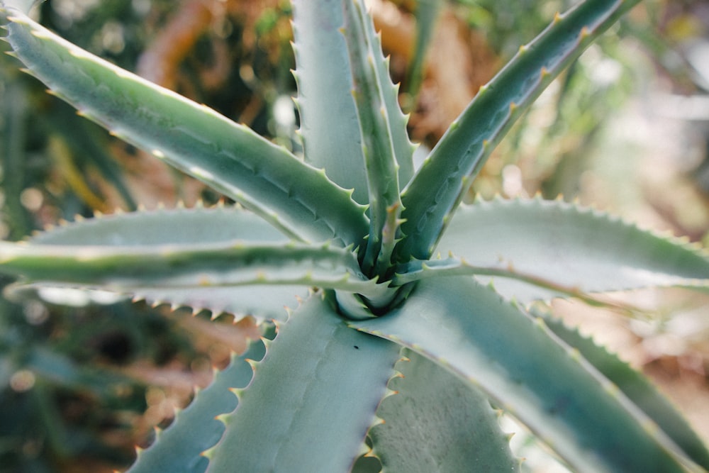 a close up of a green plant with lots of leaves