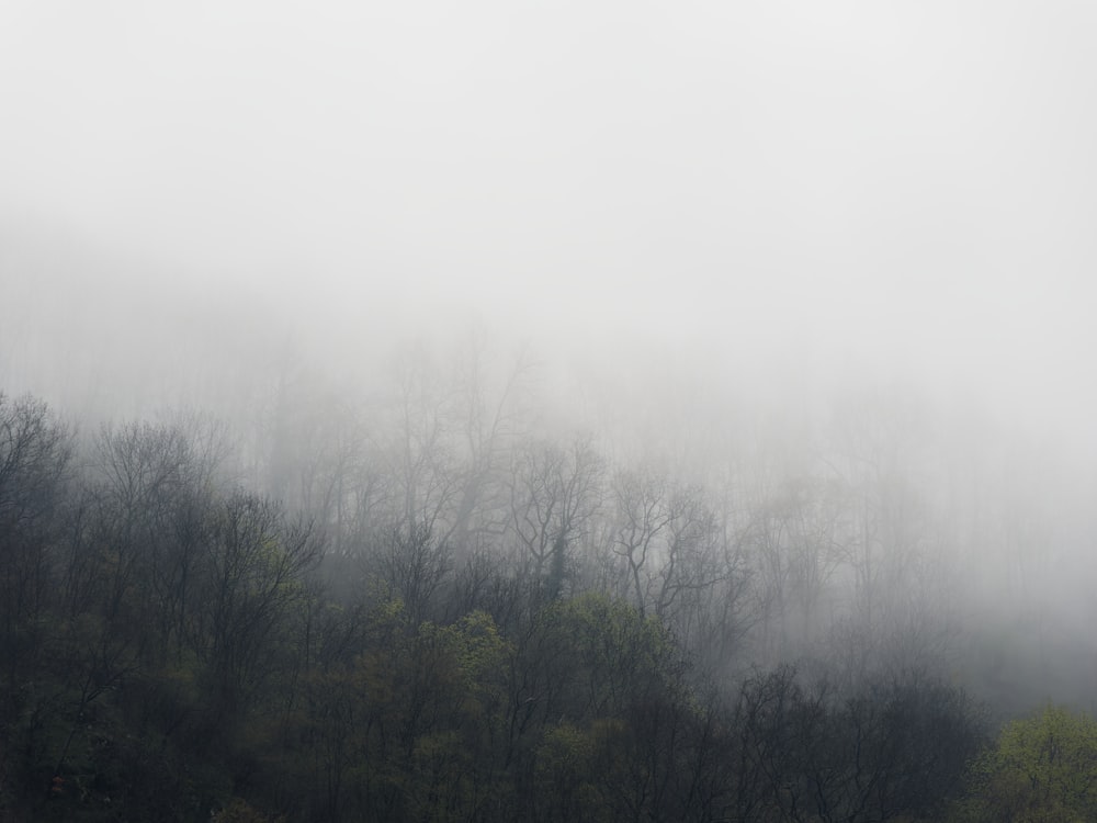 a foggy forest filled with lots of trees