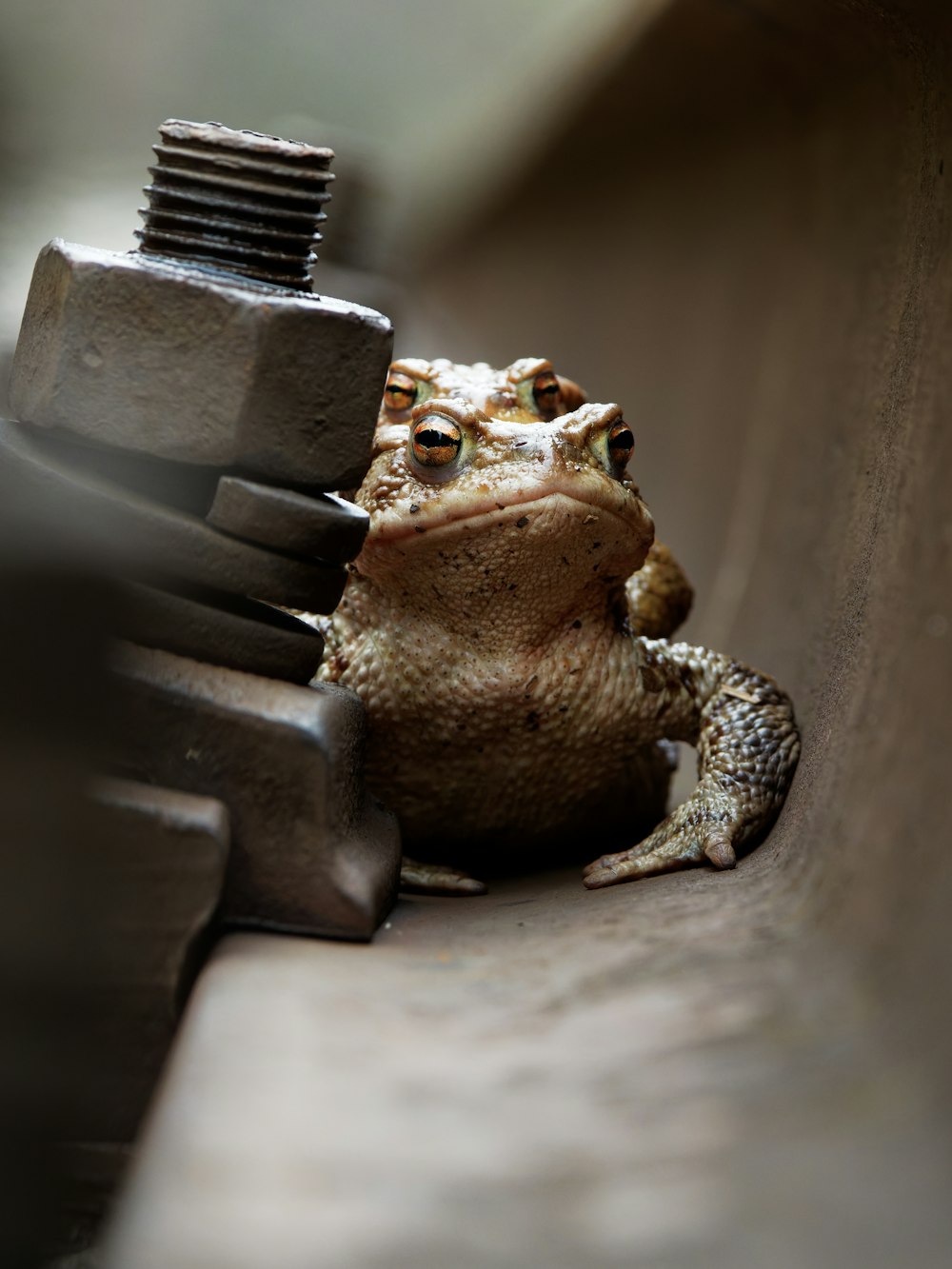 a frog is sitting on the edge of a bench
