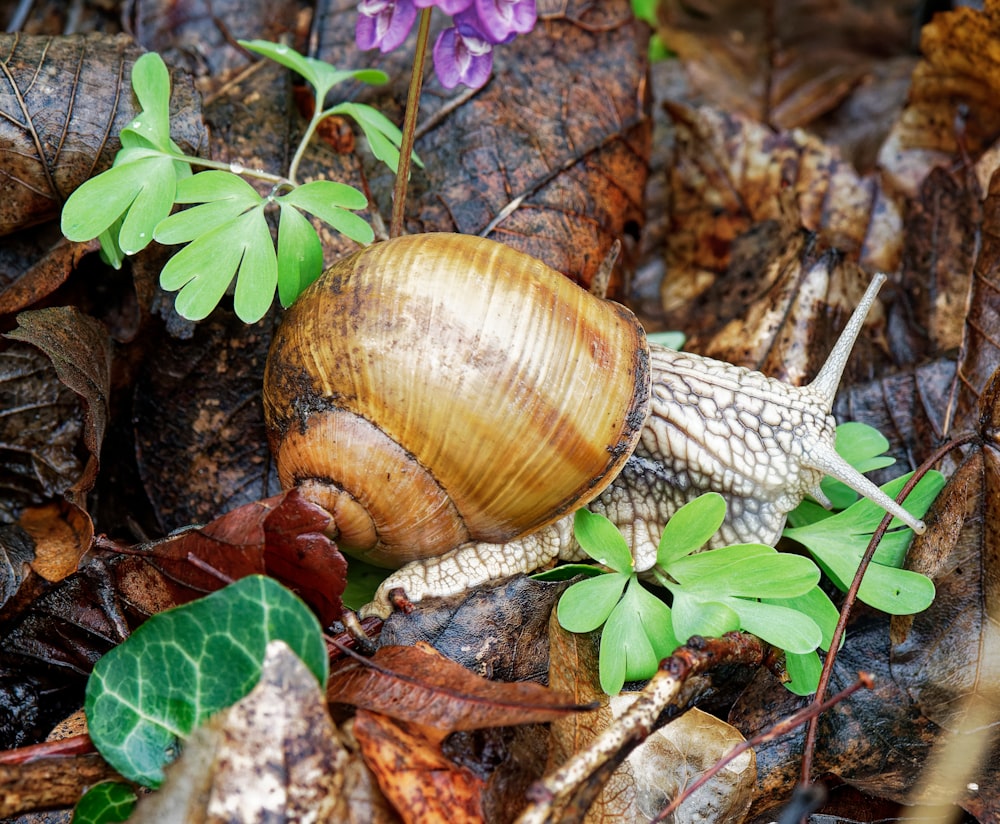 a close up of a snail on the ground