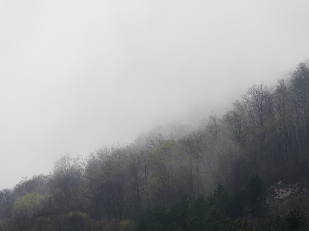 a hill covered in fog and trees on a cloudy day