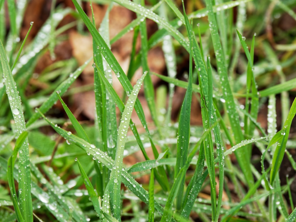 a close up of grass with water droplets on it