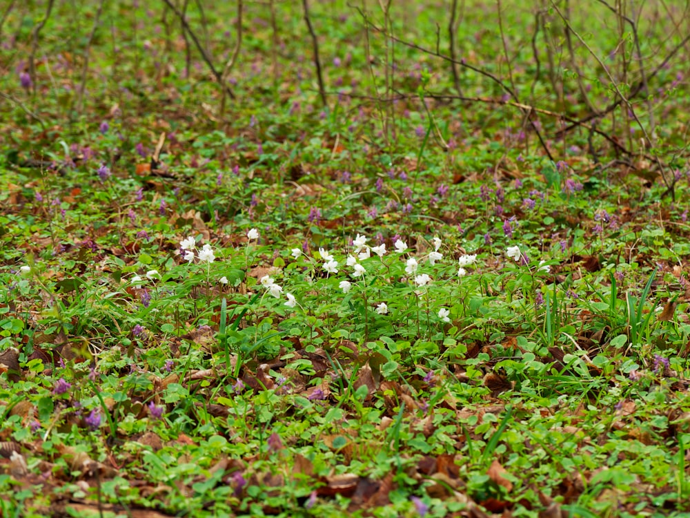 small white flowers growing in a patch of green grass