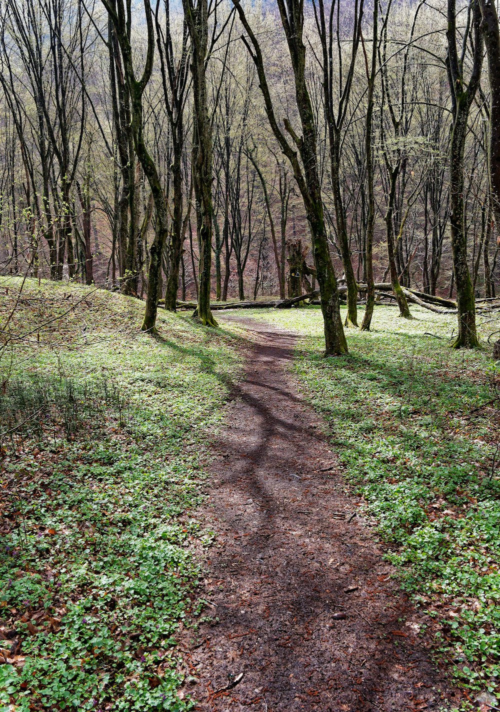 a path in the middle of a wooded area