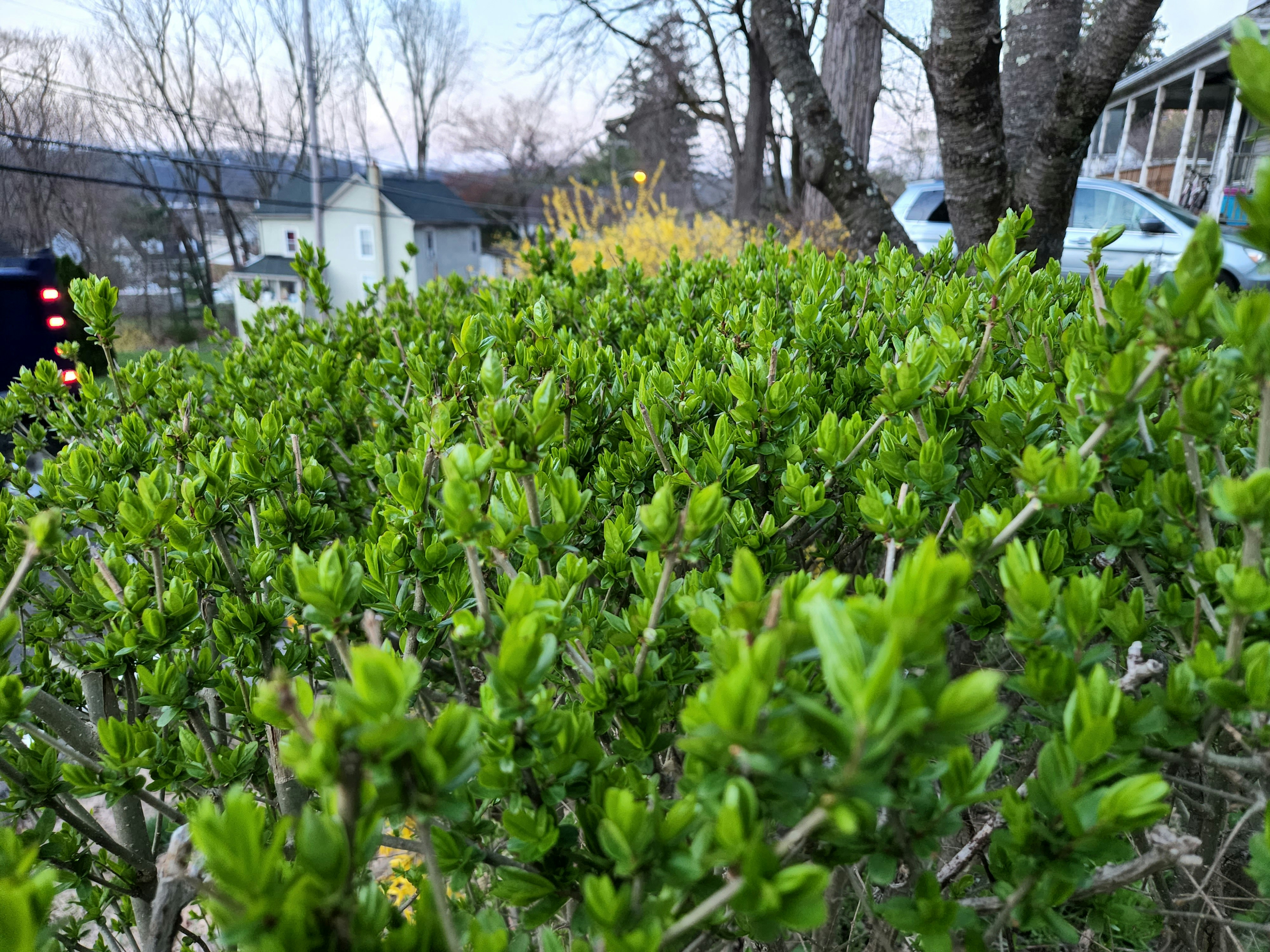 a bush with green leaves in front of a house