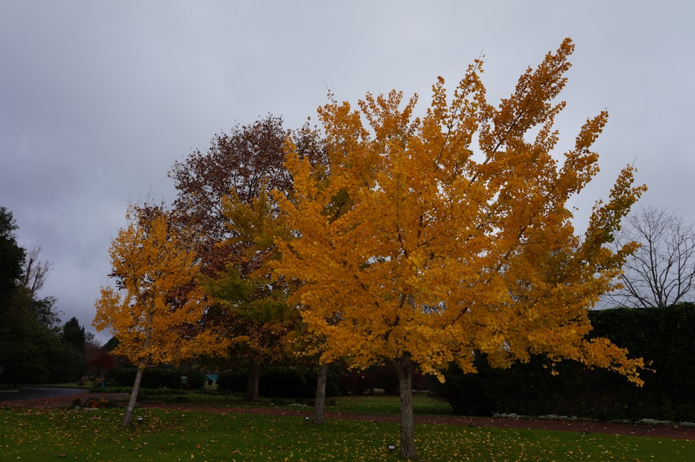 a tree with yellow leaves in a park