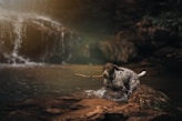 a dog in the water with a stick in its mouth