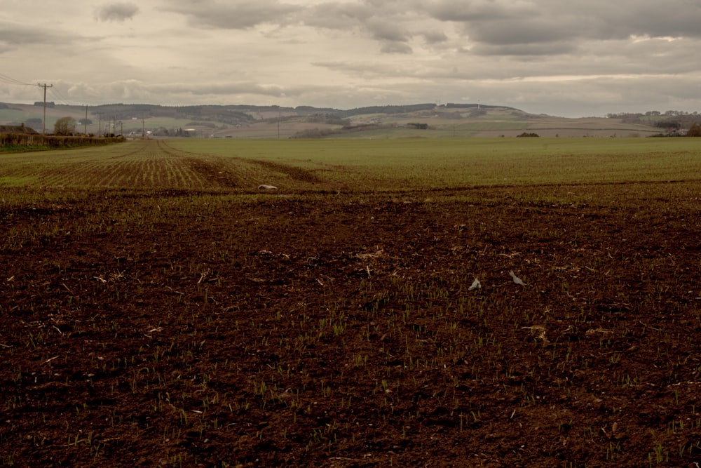 a large field with a dirt road in the middle of it