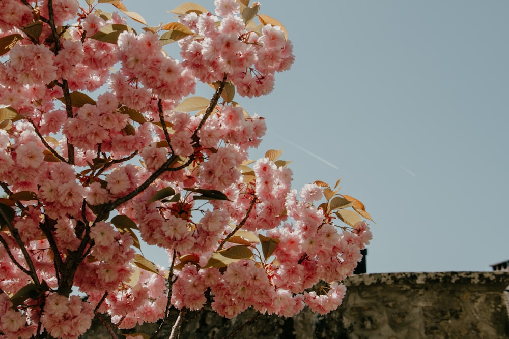 城の前にピンクの花が咲く木