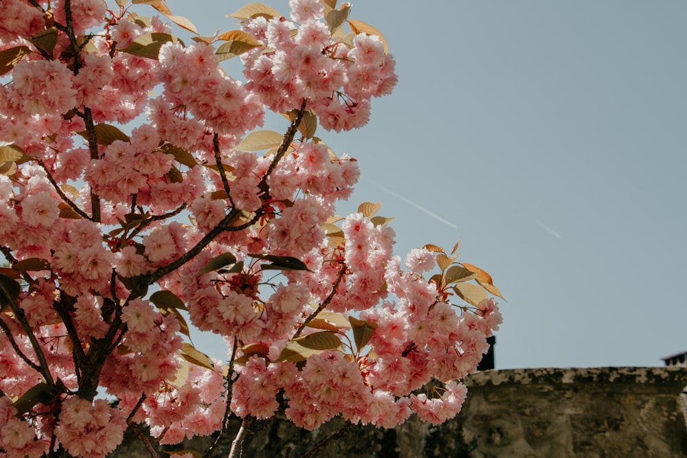 a tree with pink flowers in front of a castle