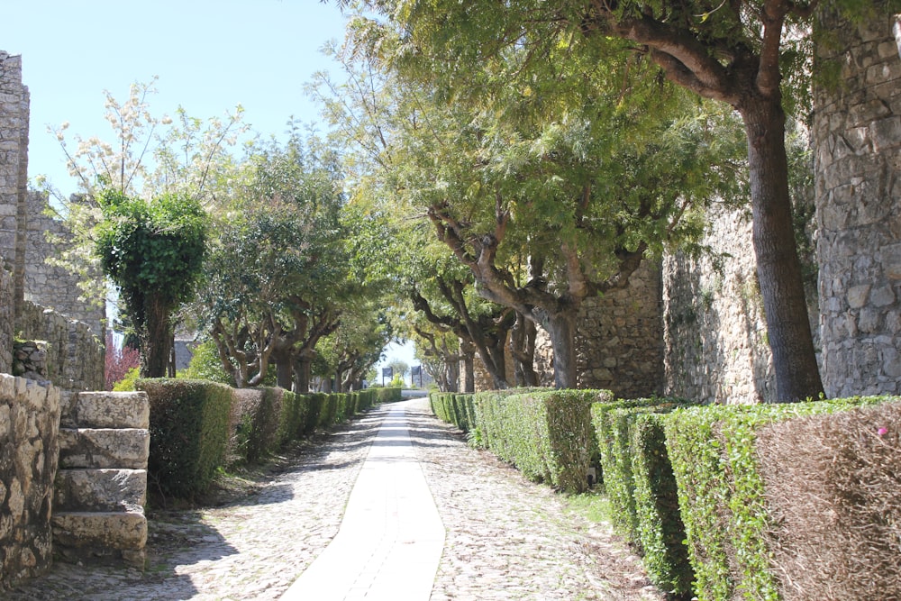 a cobblestone street lined with trees and bushes