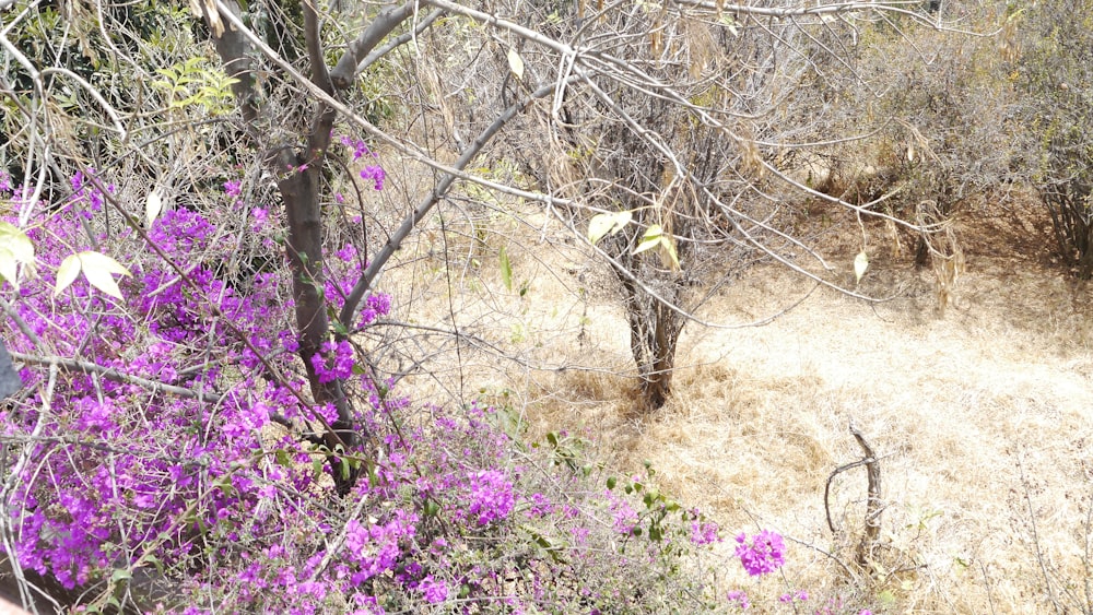 a field with purple flowers and trees in the background