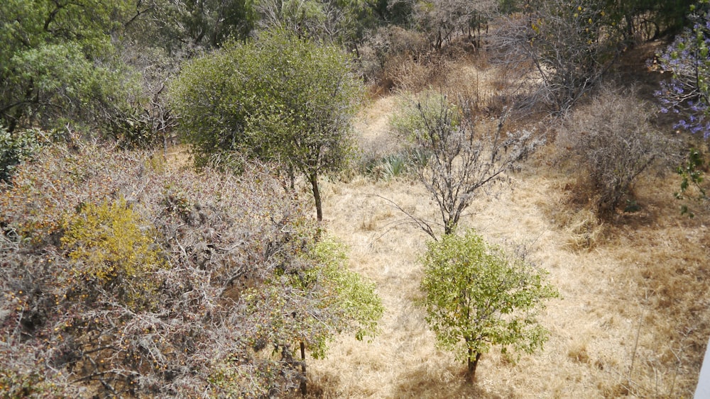 a view of a grassy area with trees and bushes