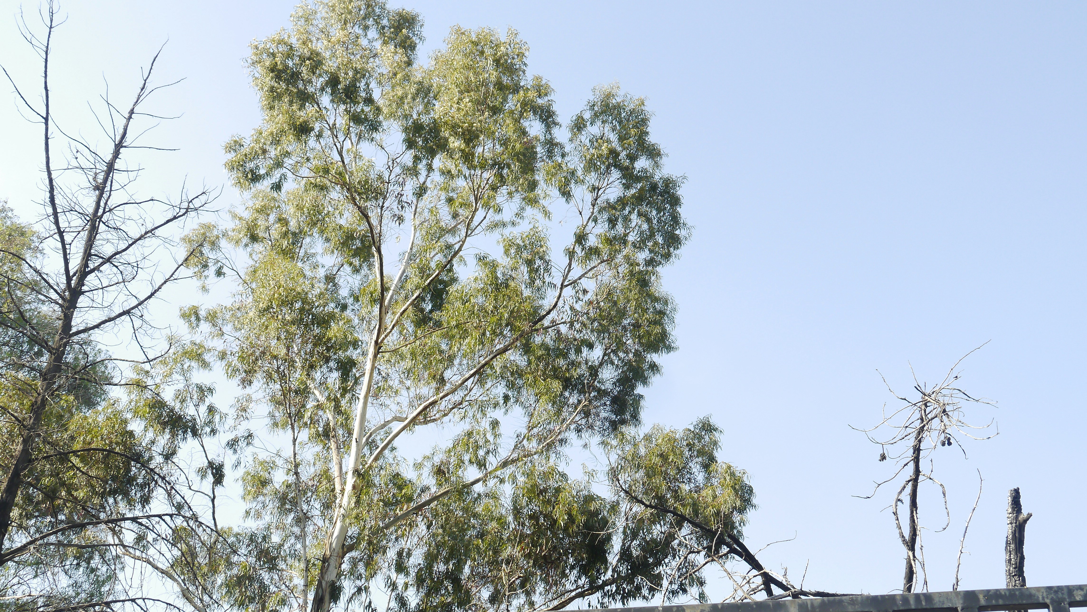 a bird perched on top of a tree next to a fence