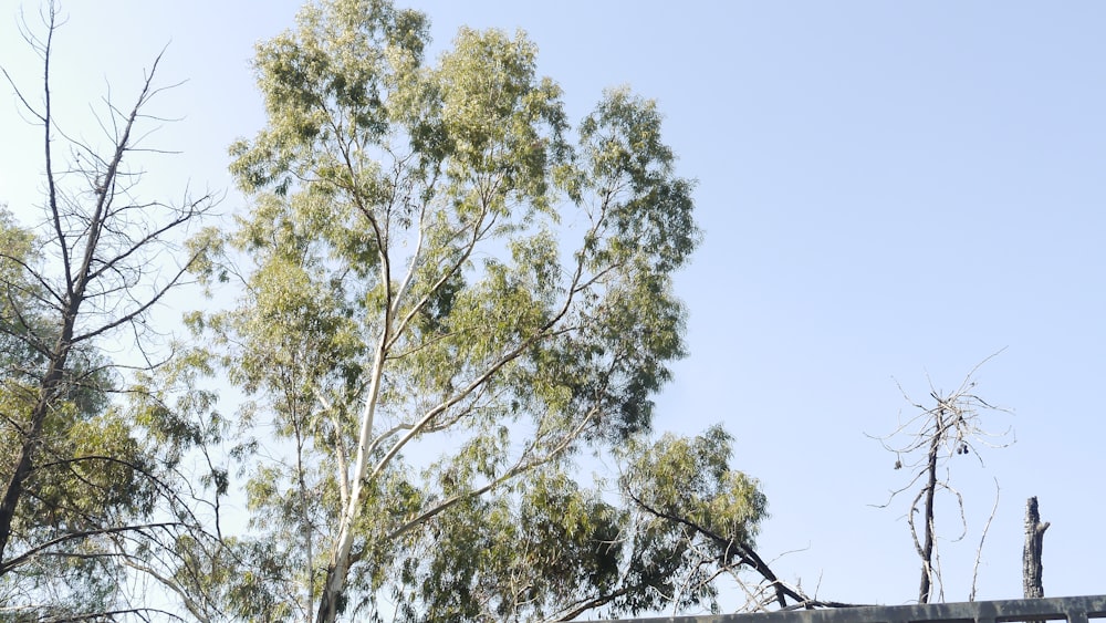 a bird perched on top of a tree next to a fence