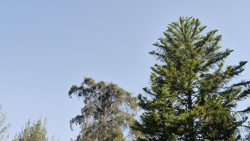 a bird perched on top of a pine tree