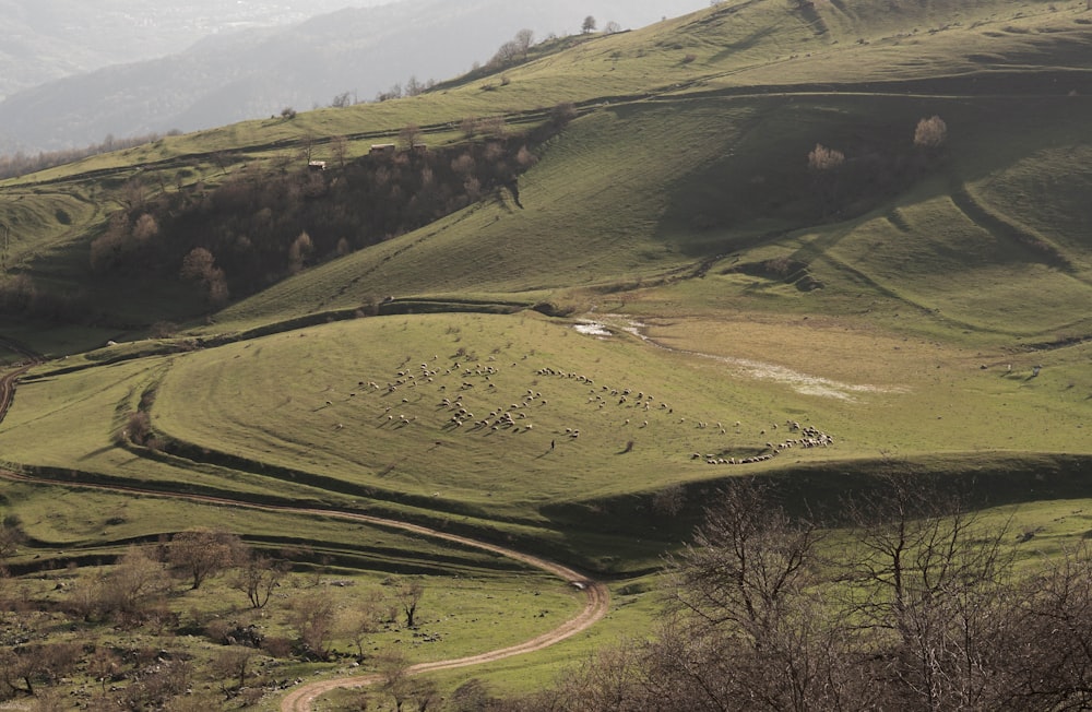 a lush green hillside covered in lots of animals