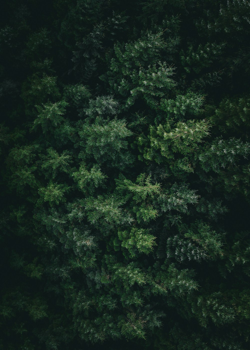 the top view of a forest with lots of trees