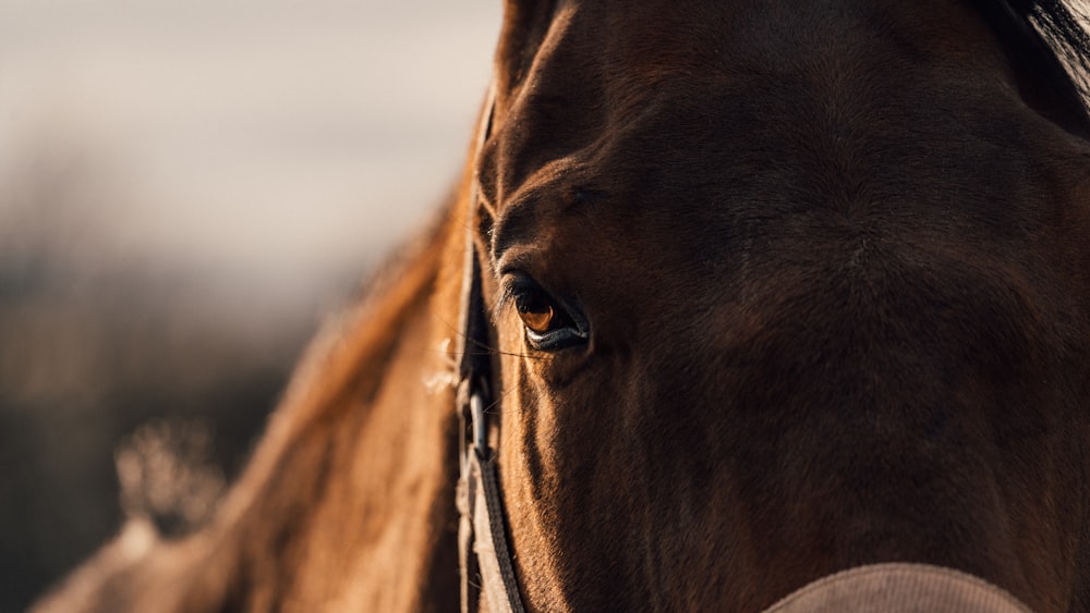 a close up of a horse's face with a blurry background