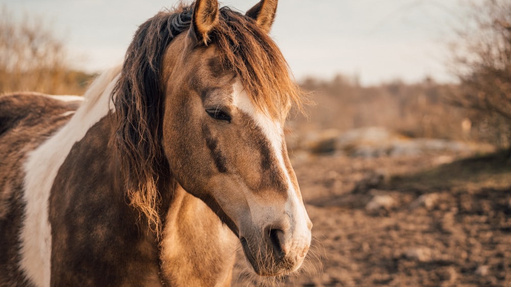 a brown and white horse standing on top of a dirt field