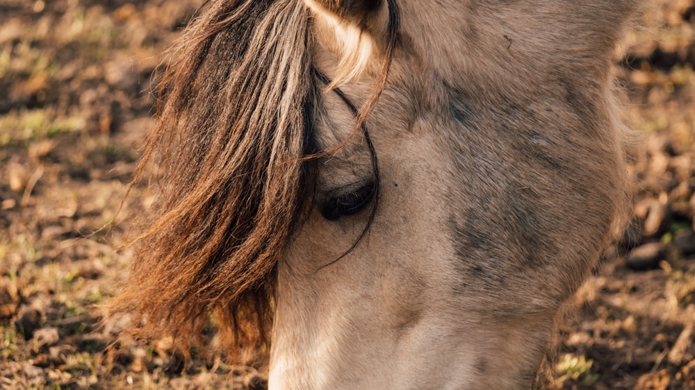 a close up of a horse with long hair