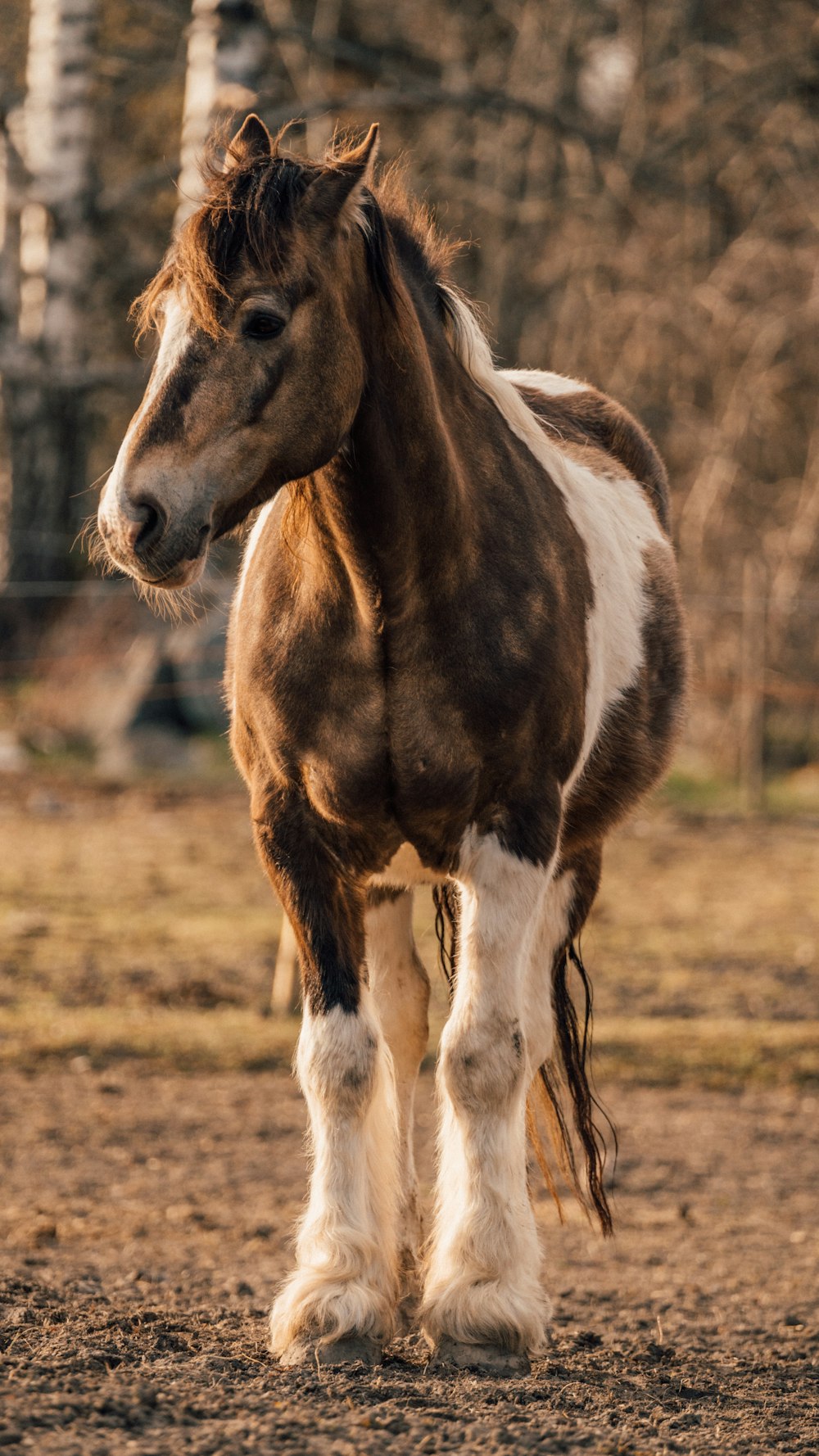 a brown and white horse standing on top of a dirt field