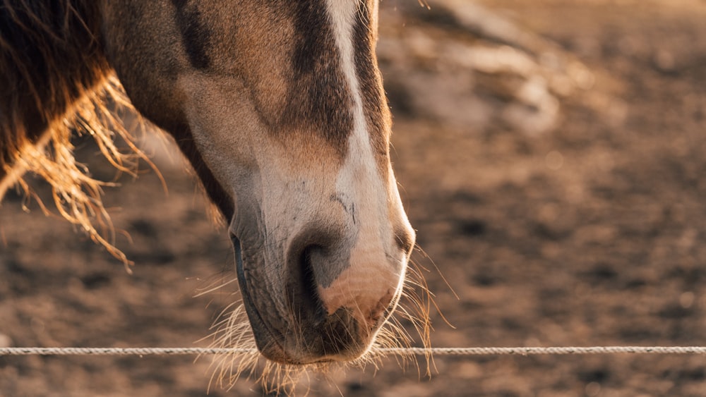 a brown horse standing on top of a dirt field