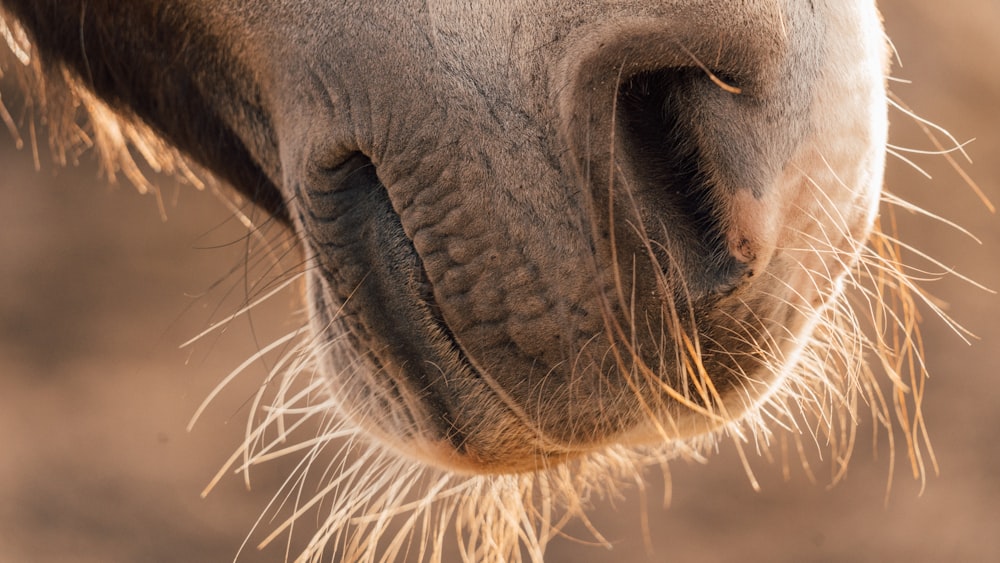 a close up of the nose of a horse