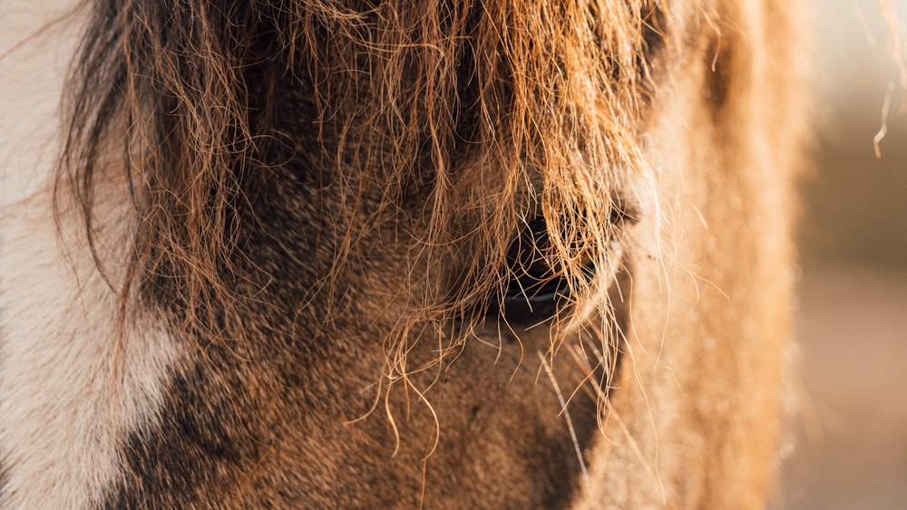 a close up of a brown and white horse's eye