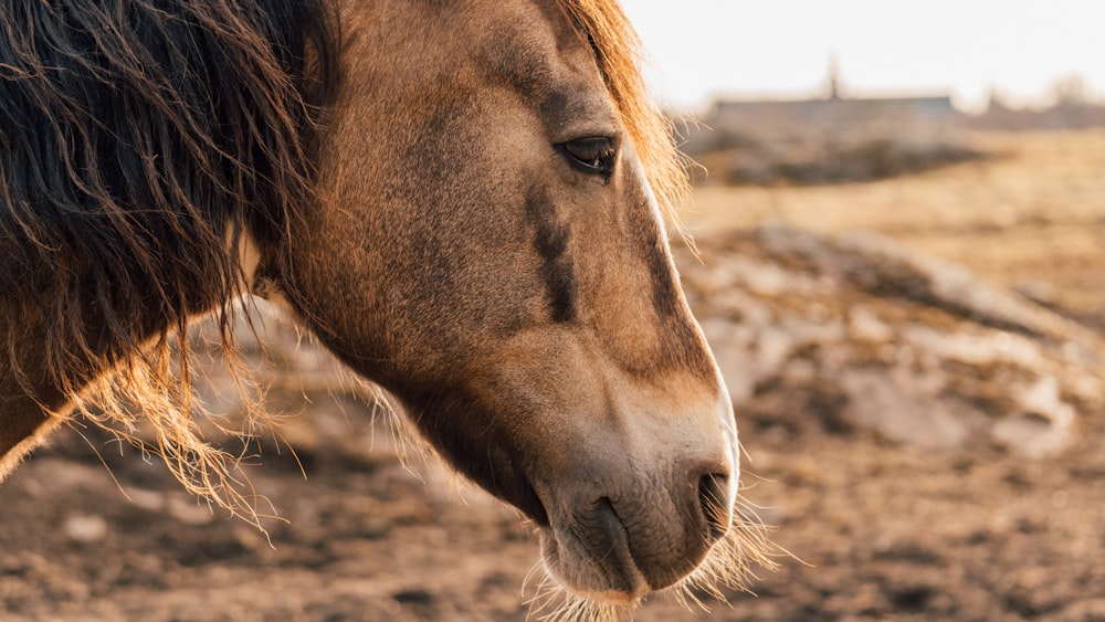 a brown horse standing on top of a dirt field