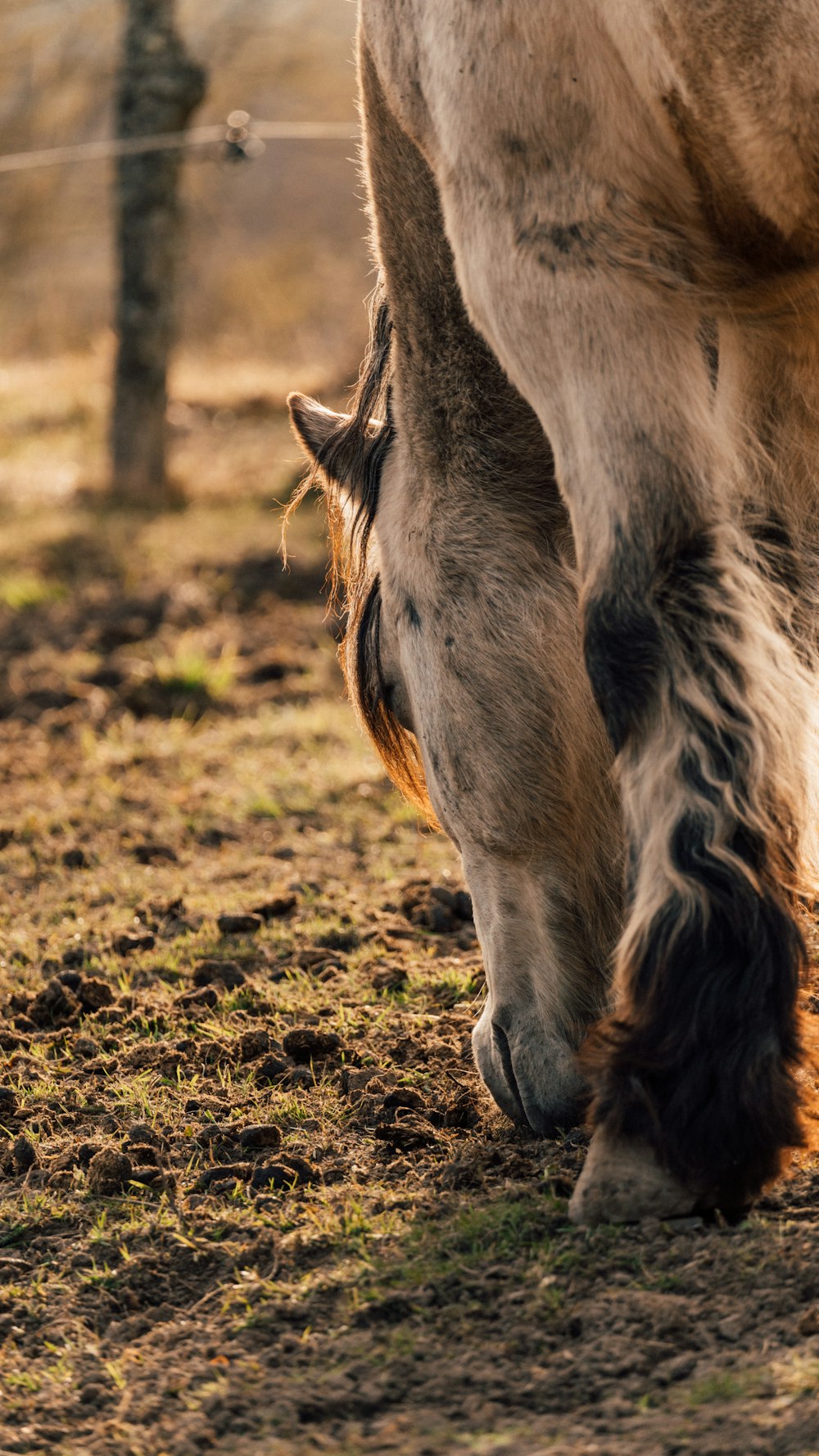 a close up of a horse grazing in a field
