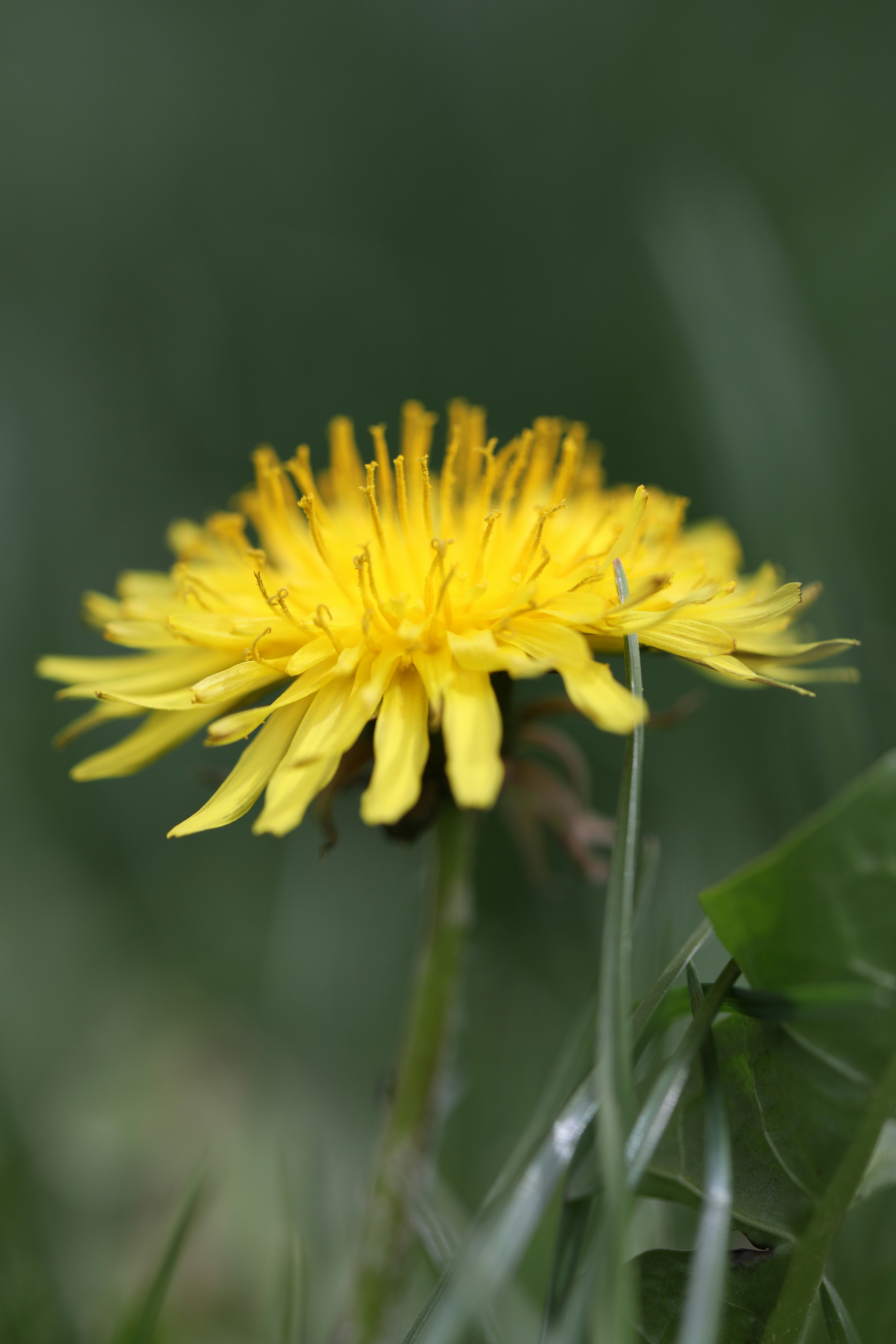 Photo by ovidiugruescu