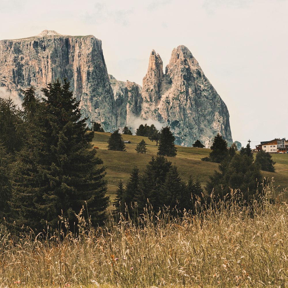 a grassy field with trees and mountains in the background