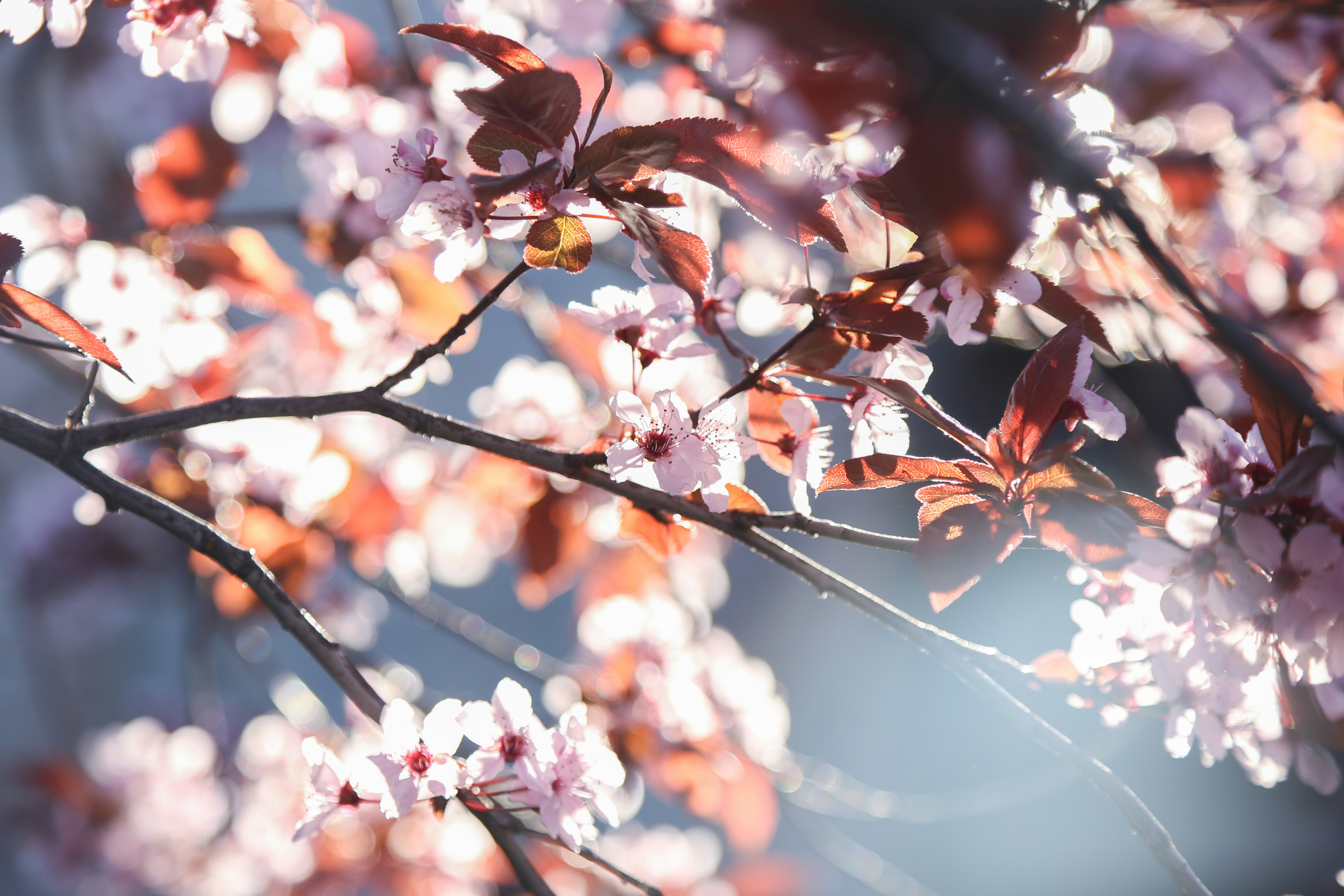 Un primo piano di un albero con i fiori rosa