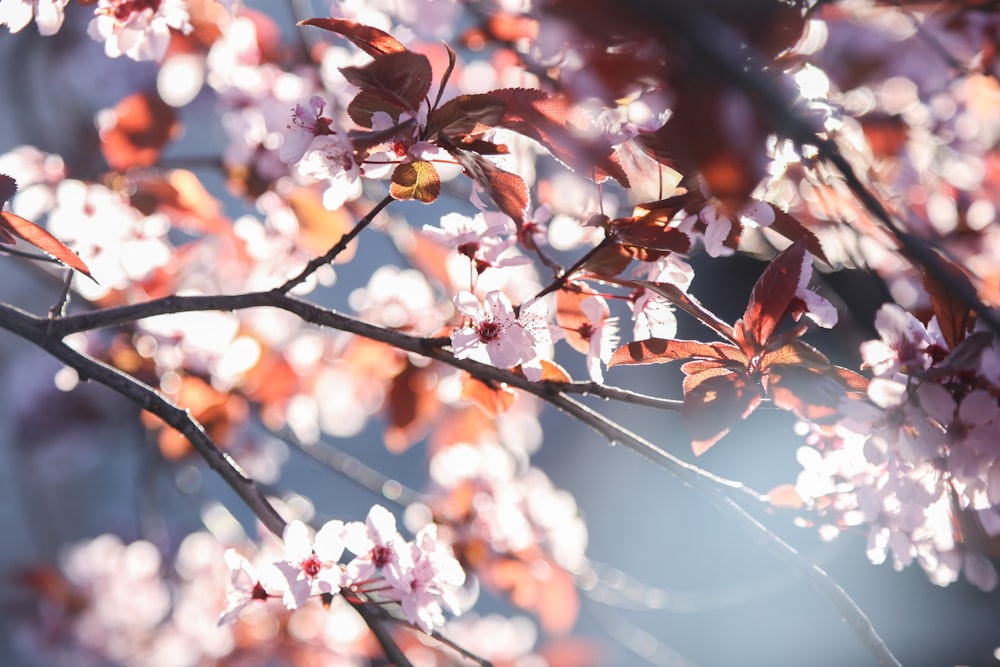 a close up of a tree with pink flowers