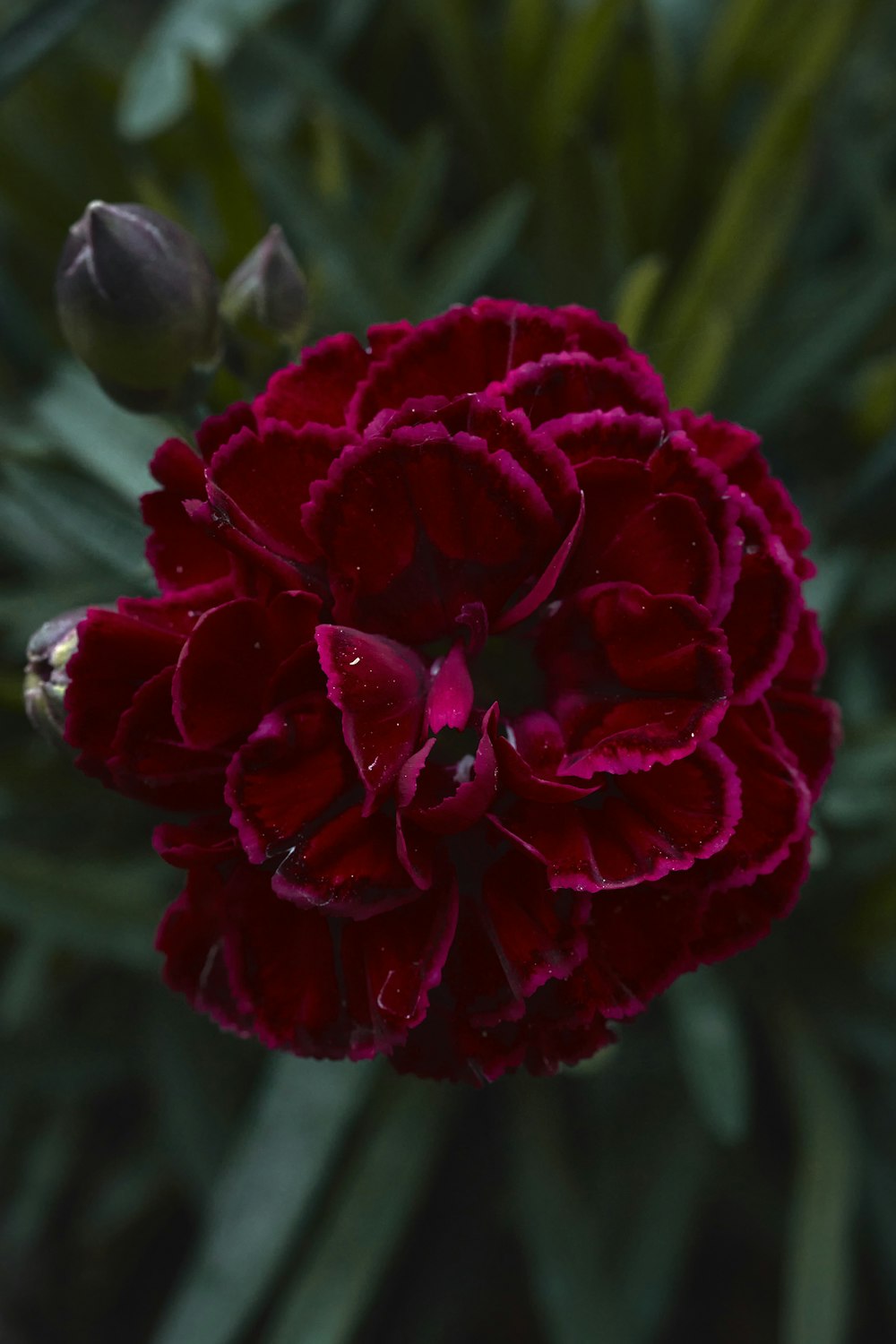 a close up of a red flower with leaves in the background