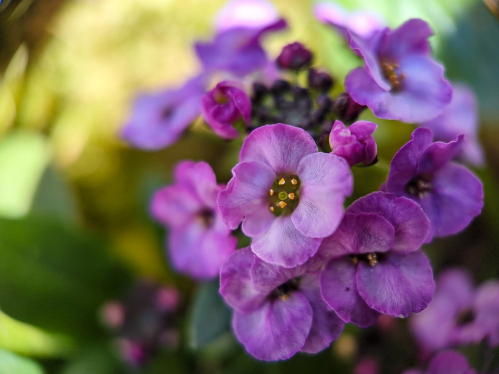 a bunch of purple flowers with green leaves