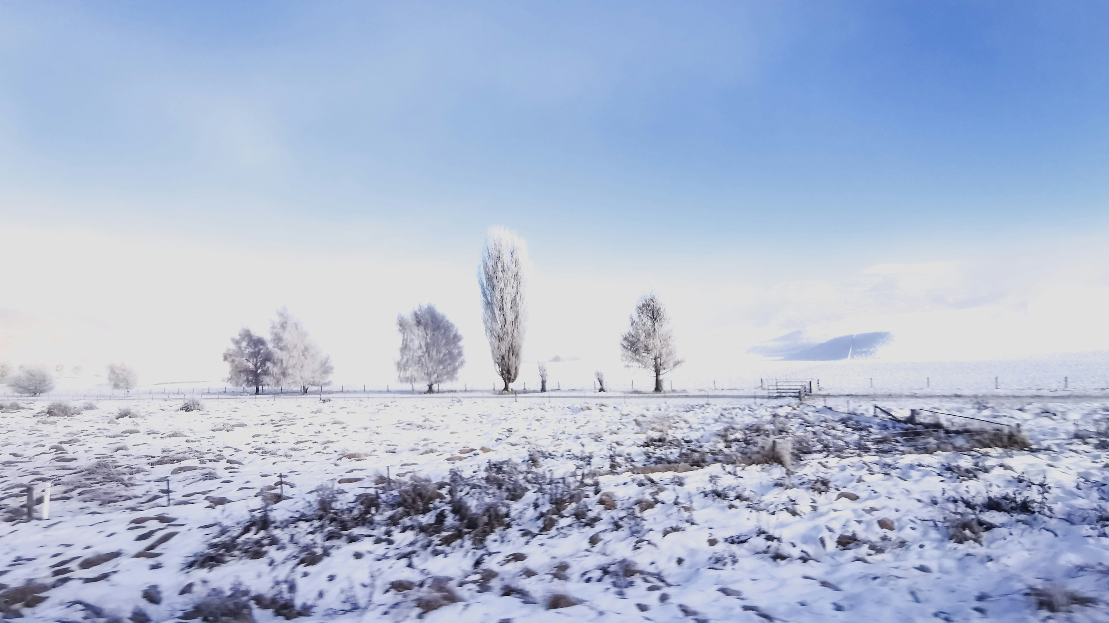 Photo by curiousislander