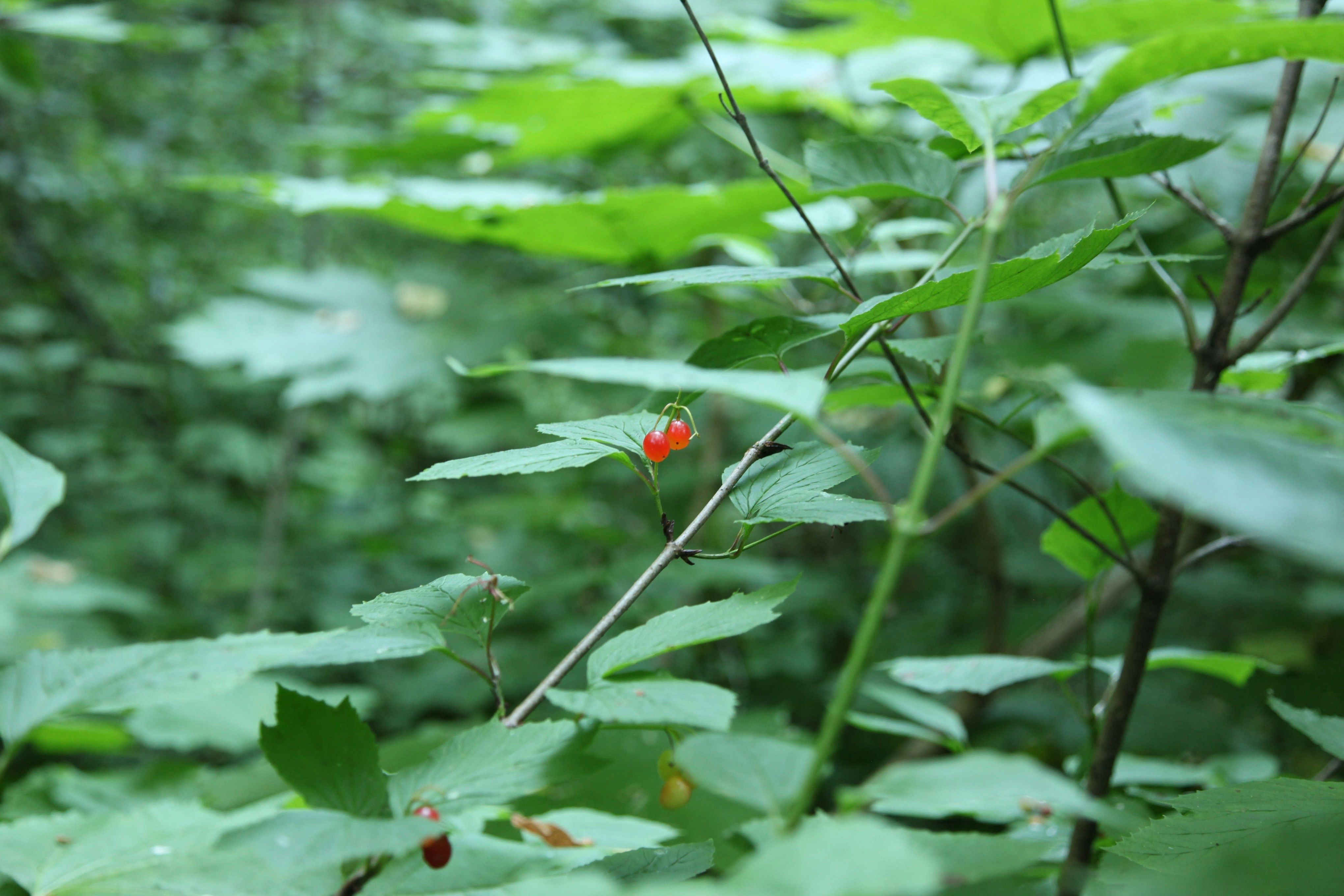 a small red flower sitting on top of a lush green forest