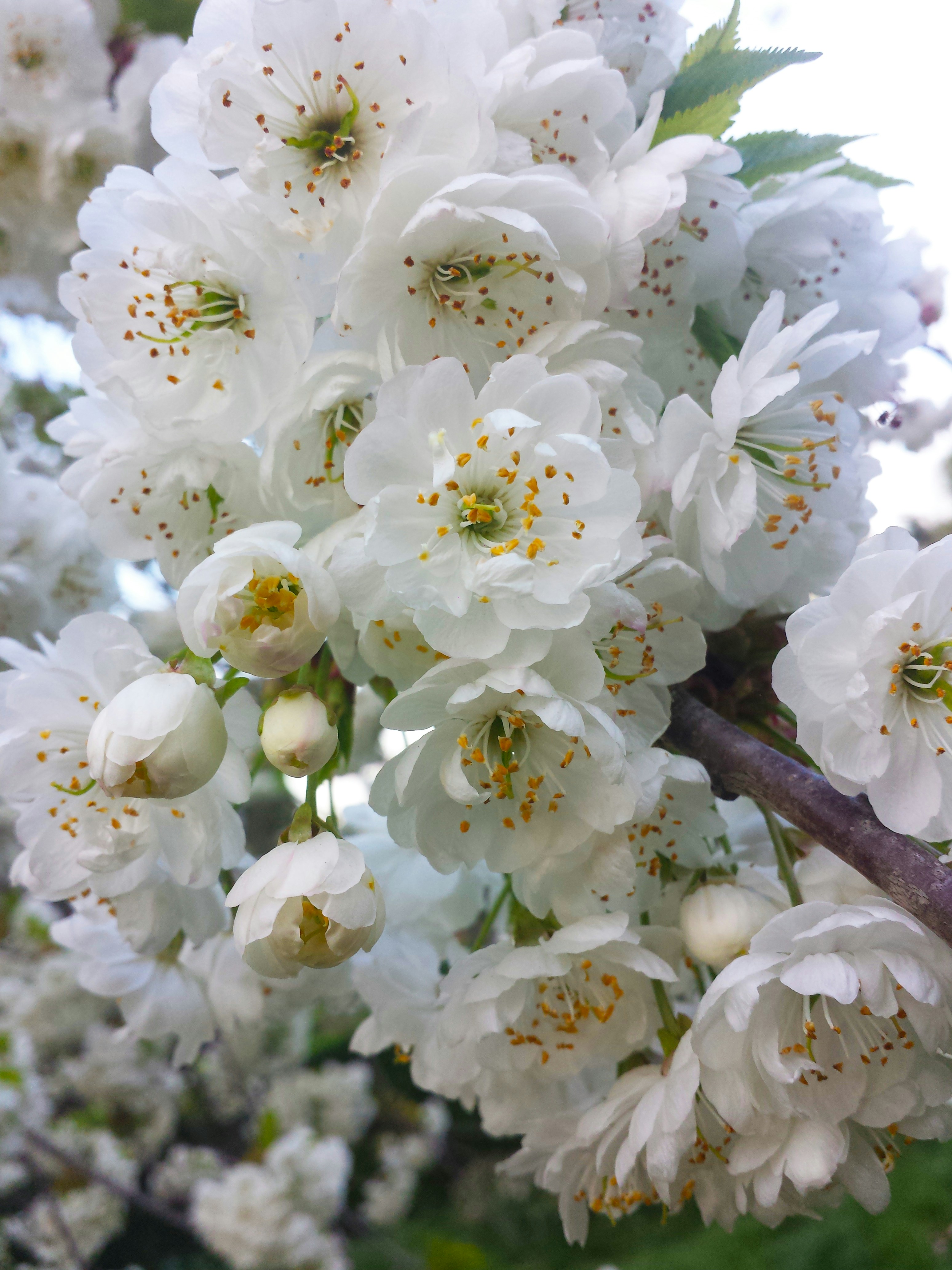 A close up of a tree with white flowers photo – Free Grey Image on Unsplash