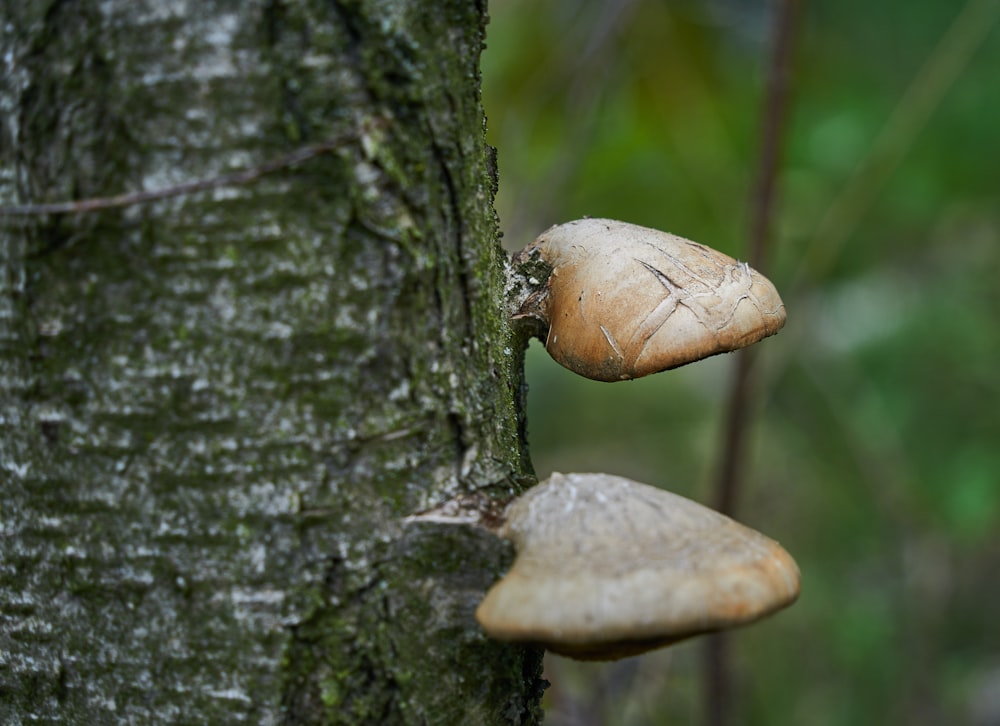 a mushroom growing on the side of a tree