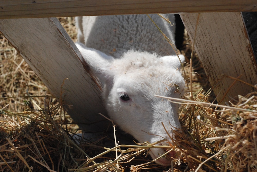 a white sheep is eating grass behind a fence