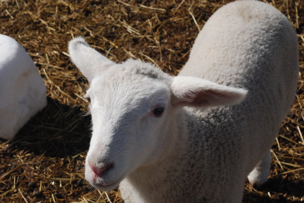 Una oveja blanca parada en la cima de un campo de hierba seca