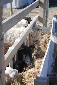 Several sheep are feeding on hay inside a wooden enclosure. The fence has horizontal wooden planks, and the sheep's wool is visible through the gaps. The environment appears to be rural with some visible grass and structures in the background.